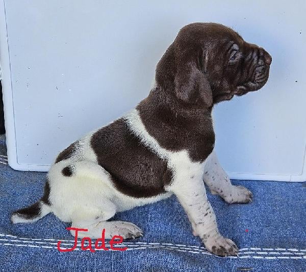German Shorthaired Pointer