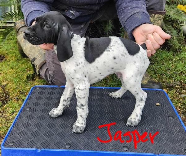 AKC GERMAN SHORTHAIRS FOR SALE German Shorthaired Pointer