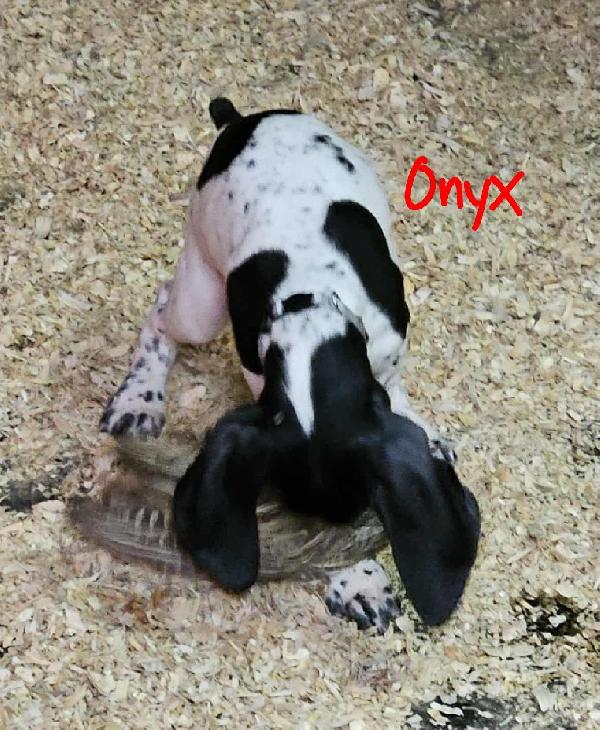 German Shorthaired Pointer