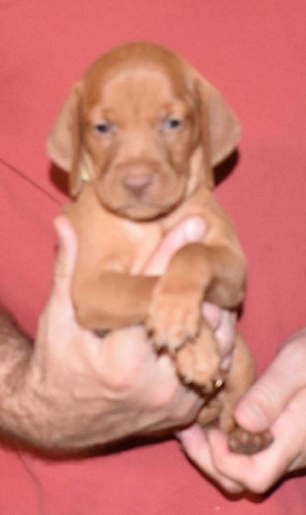 Hungarian Vizsla