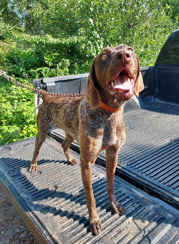 German Shorthaired Pointer