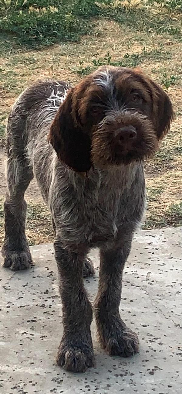 Wirehaired Pointing Griffon