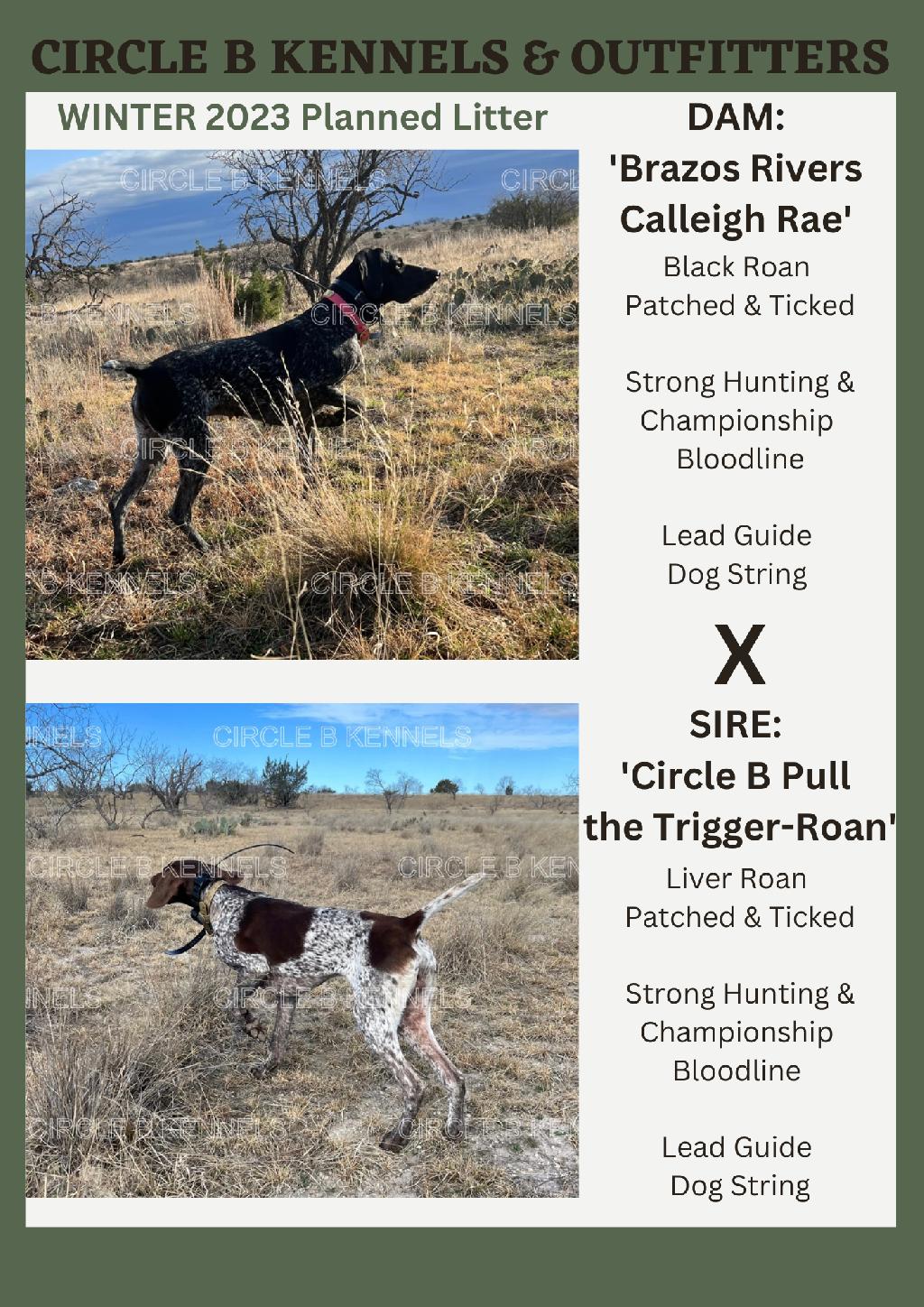 Winter creek hot sale shorthairs