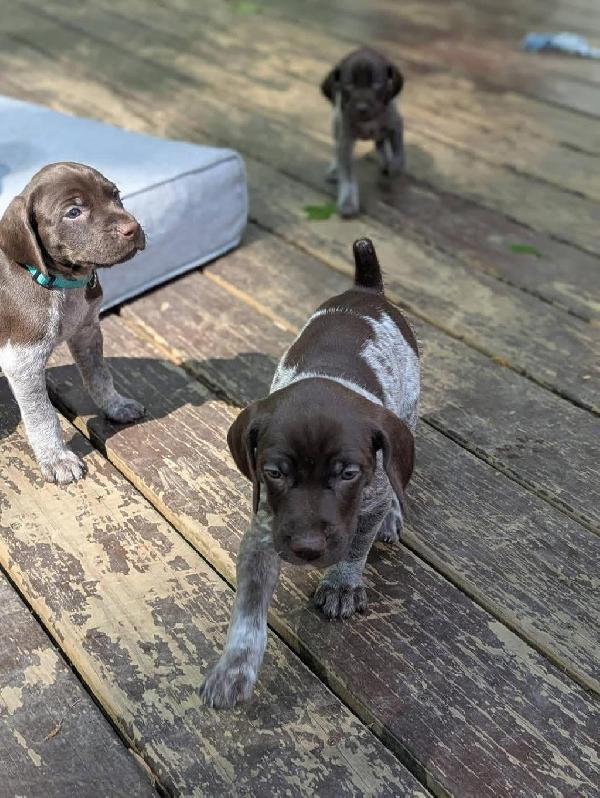 German Shorthaired Pointer