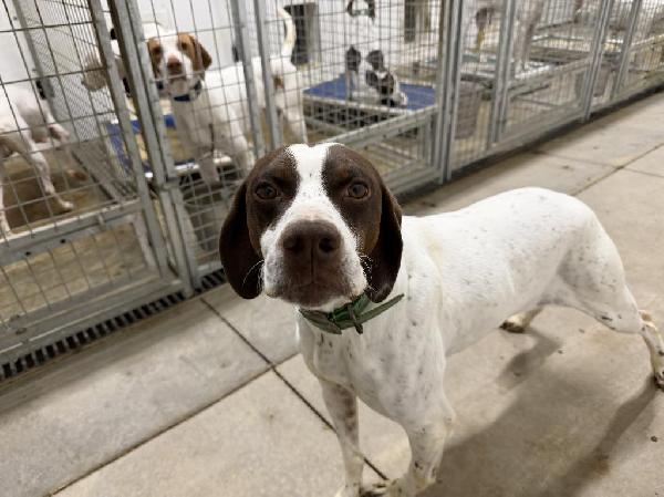 English Pointer