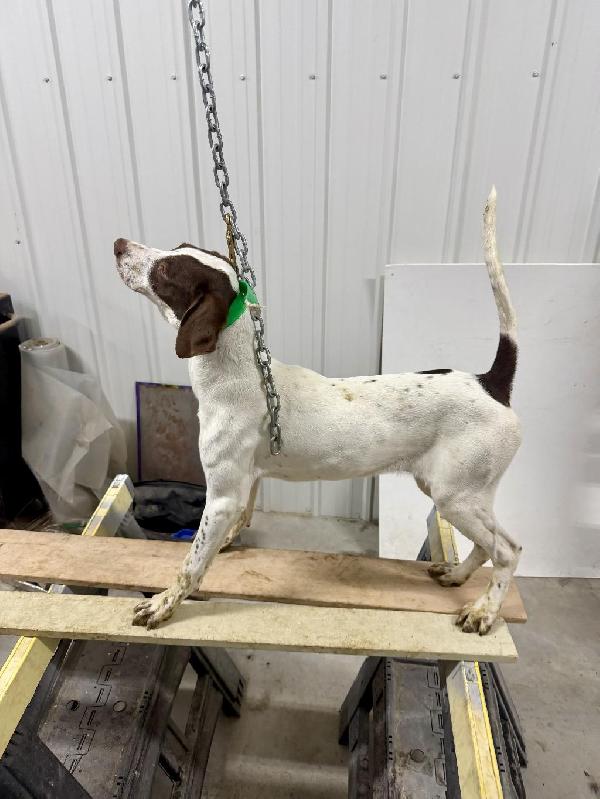 English Pointer