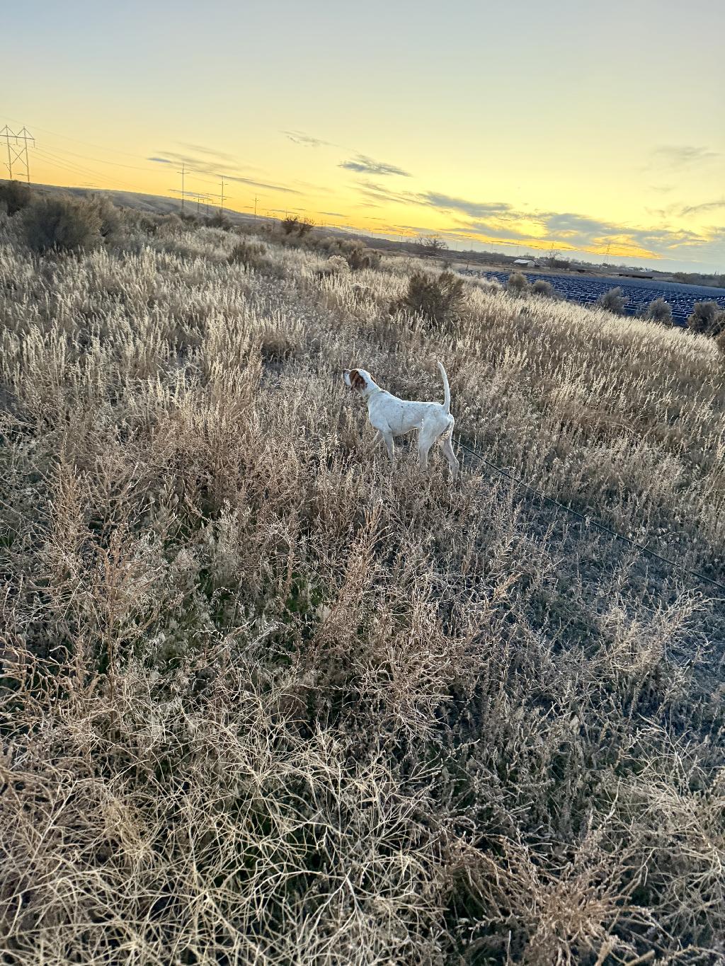 1 YEAR OLD ENGLISH POINTER English Pointer