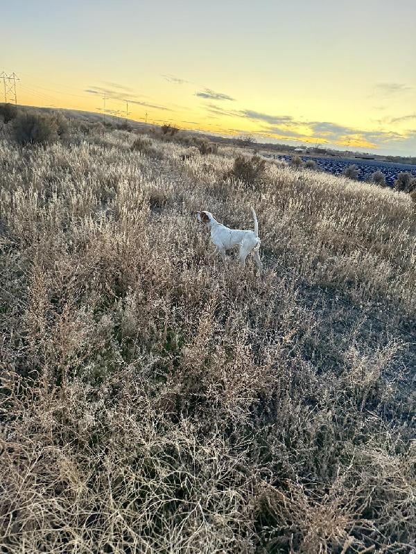 1 YEAR OLD ENGLISH POINTER English Pointer