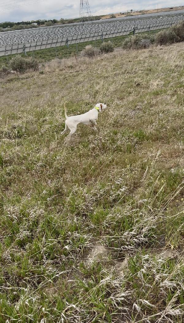 English Pointer