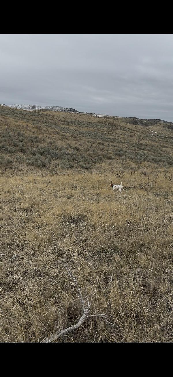 1 1/2 YEAR OLD STARTED FEMALE POINTER English Pointer