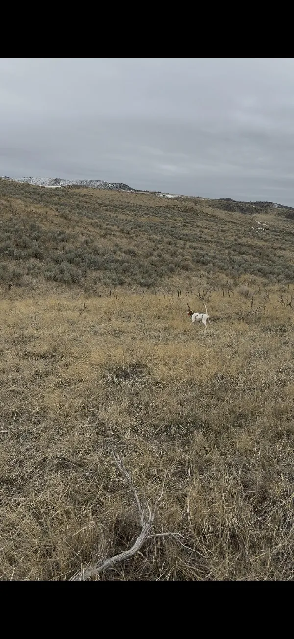 1 1/2 YEAR OLD STARTED FEMALE POINTER English Pointer