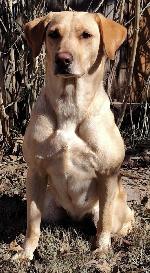 Screenshot 2024-12-20 at 3.06.55â€¯AM.png