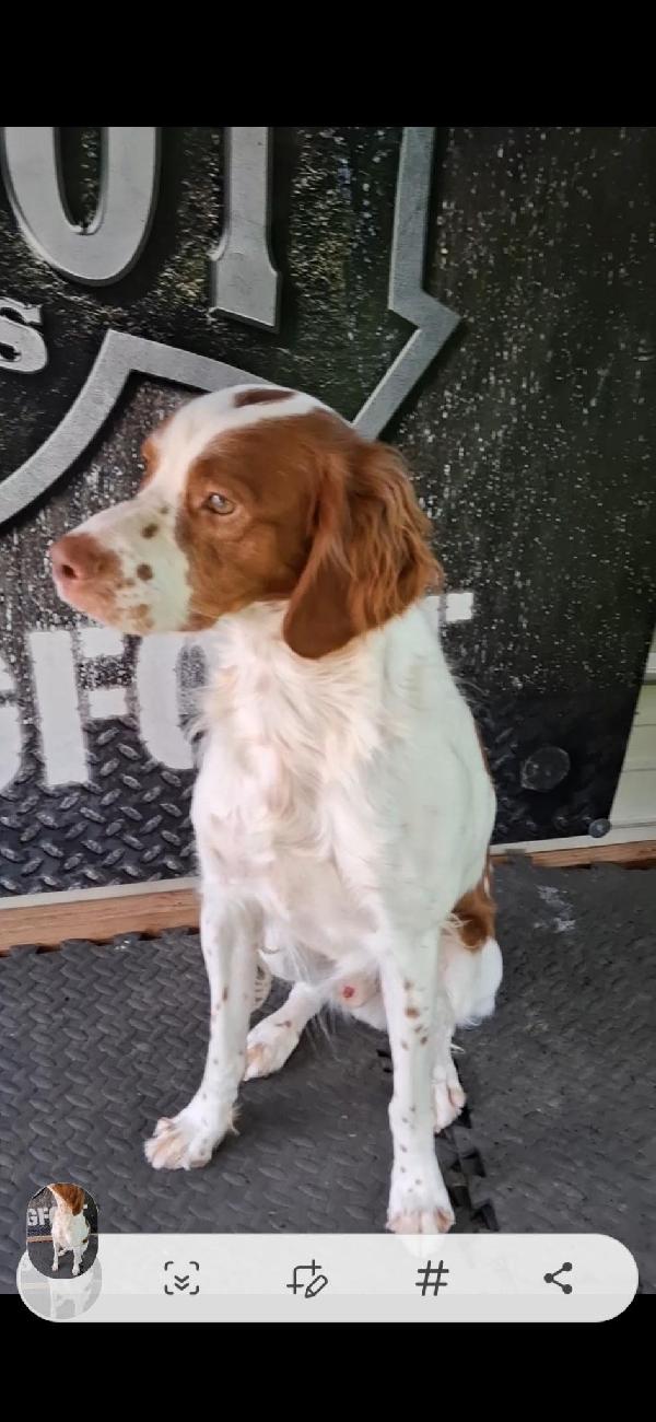 American Brittany