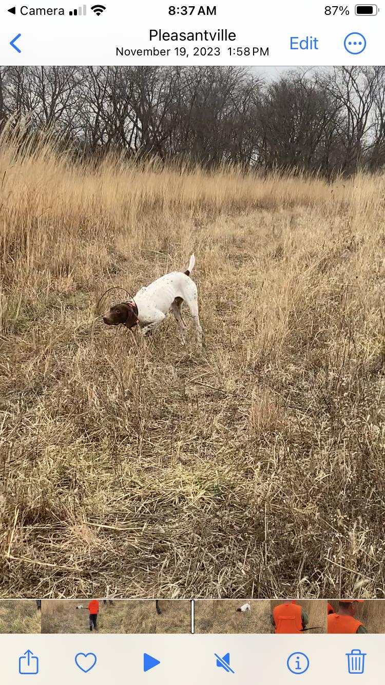 FINISHED GSP MALE German Shorthaired Pointer