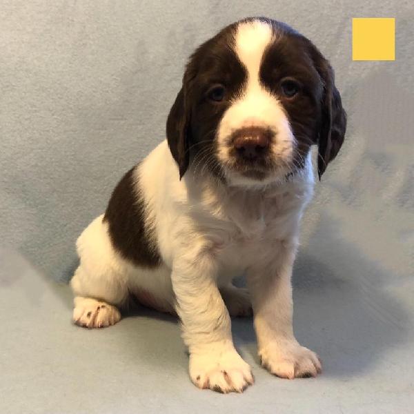 ENGLISH SPRINGER SPANIEL- MALE #2