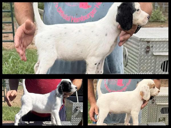 English Setter