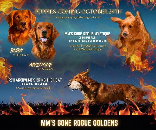 DARK RED GOLDEN RETRIEVER PUPPIES - IOWA Golden Retriever