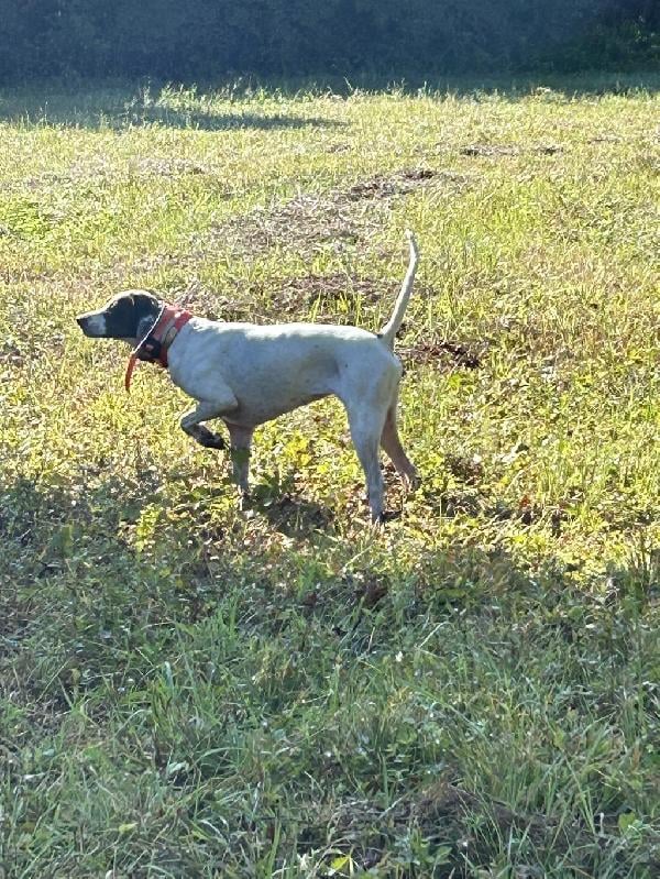 English Pointer
