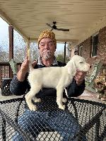 CH BRYANT’S GIVE IT A RIP SETTER PUPS