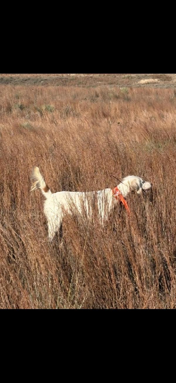 WEST OAKS LUCY
