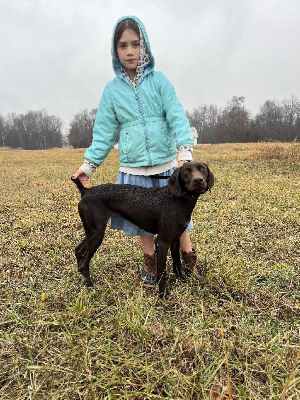 German Shorthaired Pointer