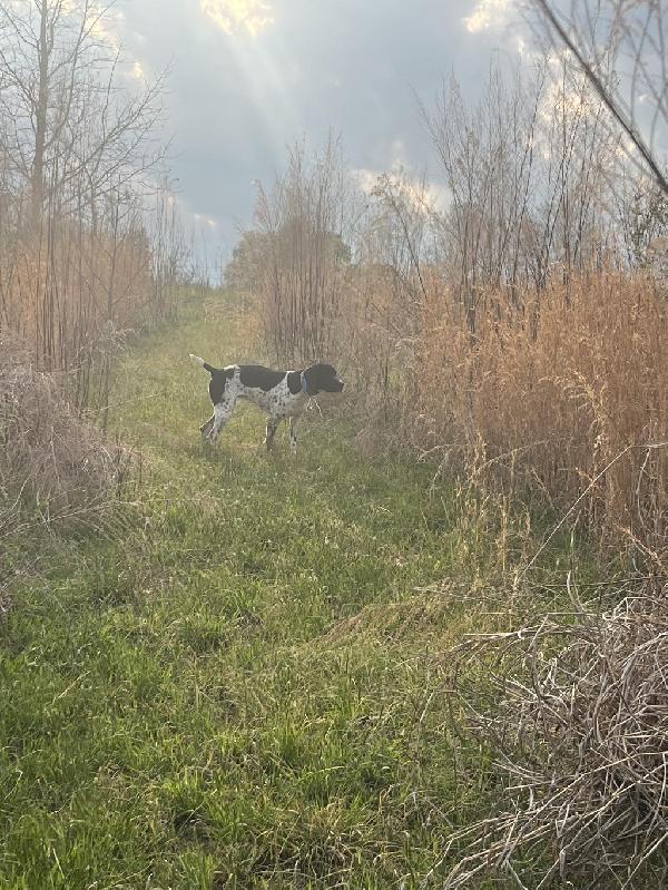 German Shorthaired Pointer