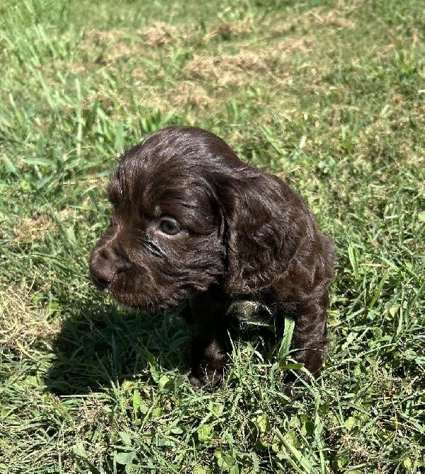 English Cocker Spaniel