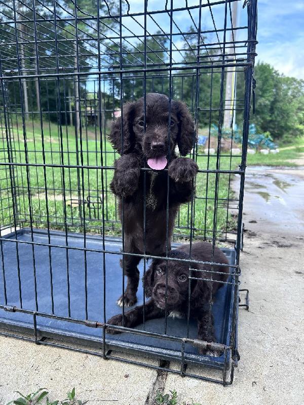 FIELD BRED ENGLISH COCKER SPANIELS English Cocker Spaniel