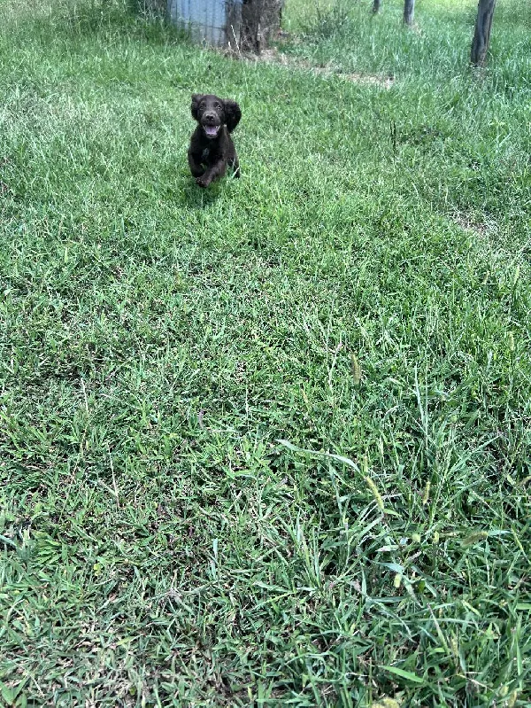 AKC FIELD BRED ENGLISH COCKER SPANIEL English Cocker Spaniel