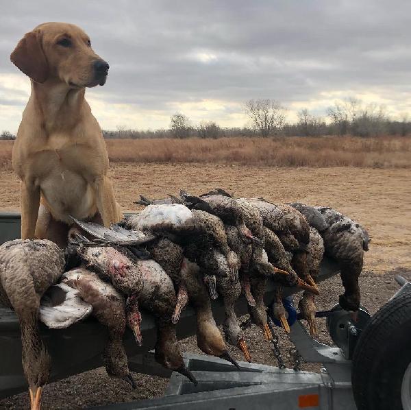 Labrador Retriever