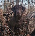 GABLE SH X CALI LITTER