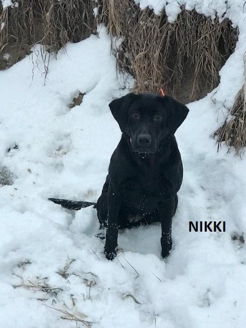 Nikki.jpg