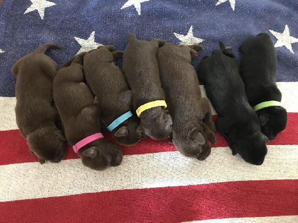 Labrador Retriever