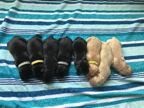 Labrador Retriever