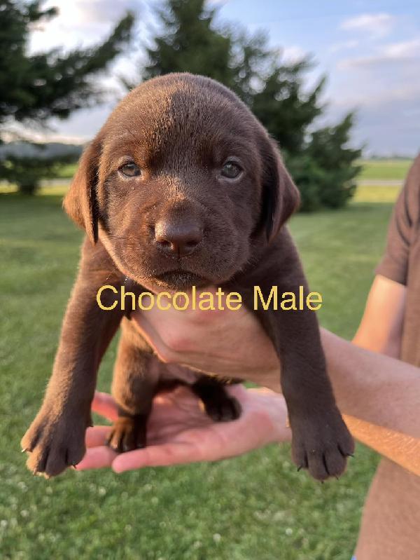 GABLE SH X CALI LITTER Labrador Retriever