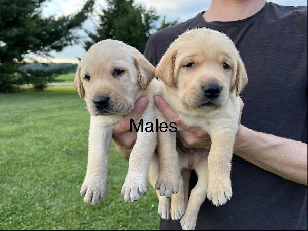 6XGRHRCH UH JETT MH HOF X NIKKI LITTER Labrador Retriever