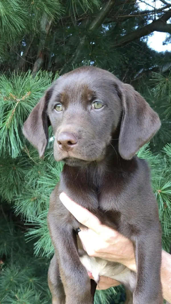 GABLE SH X CALI LITTER Labrador Retriever