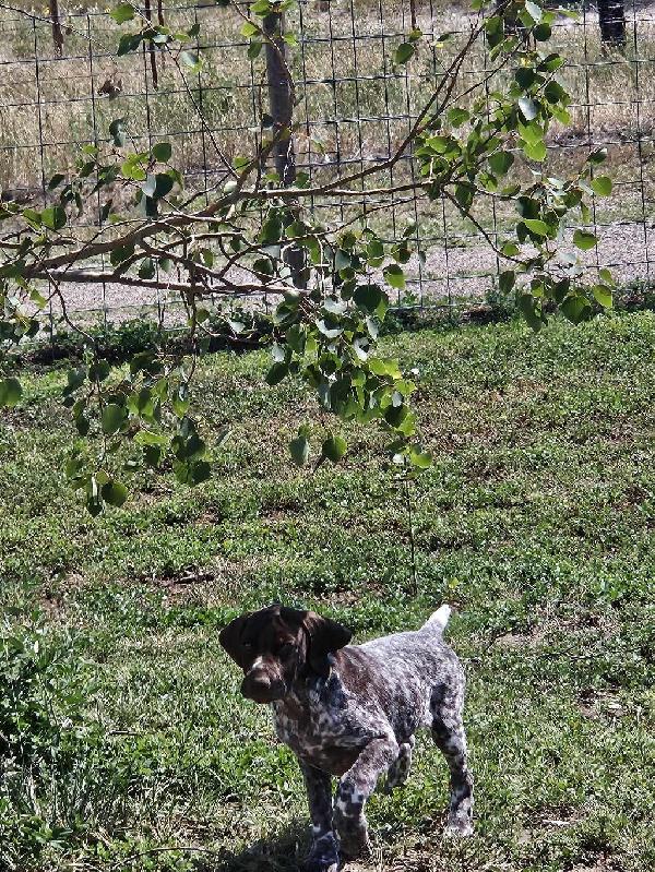 German Shorthaired Pointer
