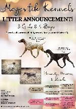 15WK OLD GSP PUPPIES AVAILABLE!