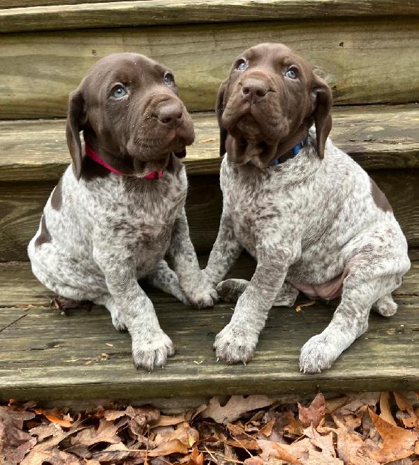 Hunting Dogs for Sale - Versatiles - Puppies for Sale