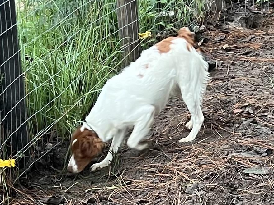 AMERICAN BRITTANY FOR SALE American Brittany