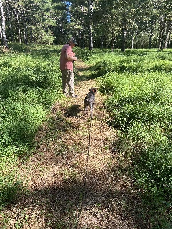 CHAMPION BLOODLINE WIREHAIR German Wirehaired Pointer