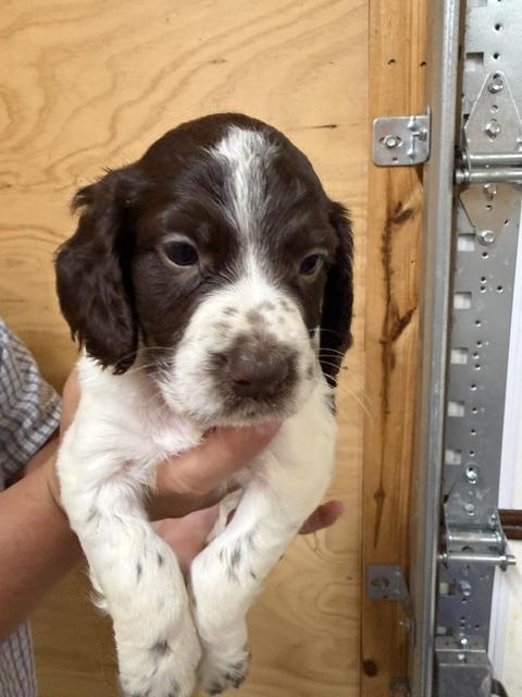 ENGLISH COCKER SPANIEL PUPPIES