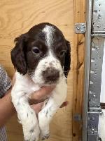 ENGLISH COCKER SPANIEL PUPPIES
