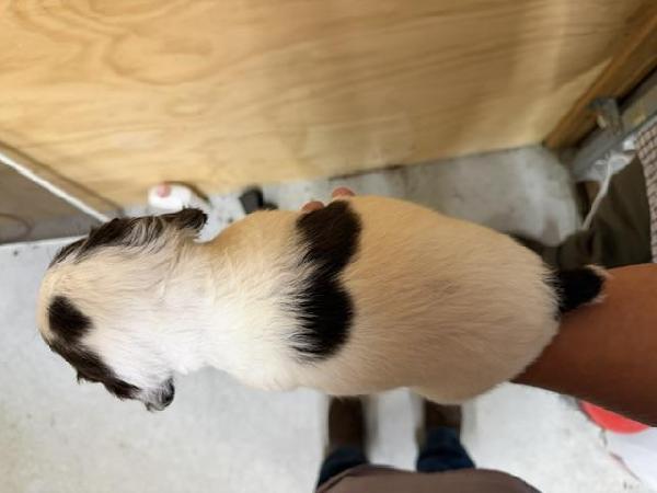English Cocker Spaniel