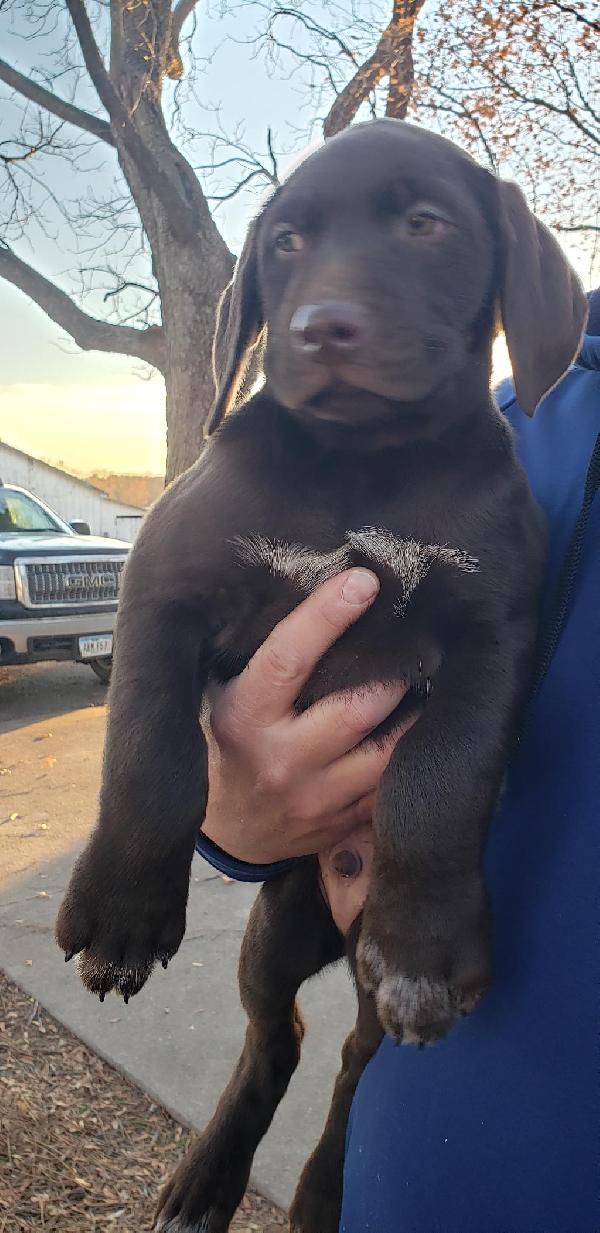 GERMAN SHORTHAIR POINTER/LAB MIX PUPPIES