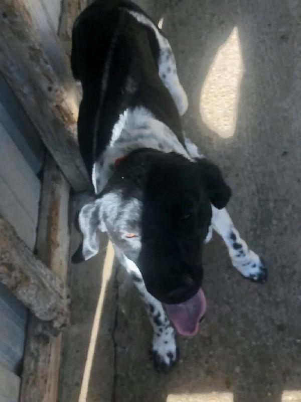 German Shorthaired Pointer