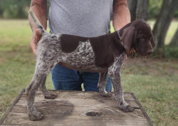 German Shorthaired Pointer
