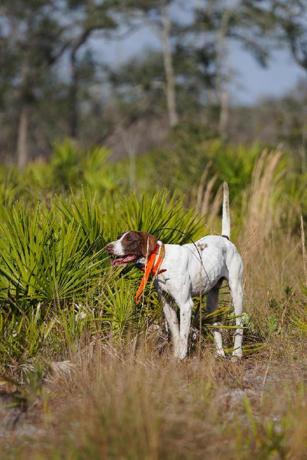 FINISHED STEADY TO FALL MALE ENGLISH POINTER