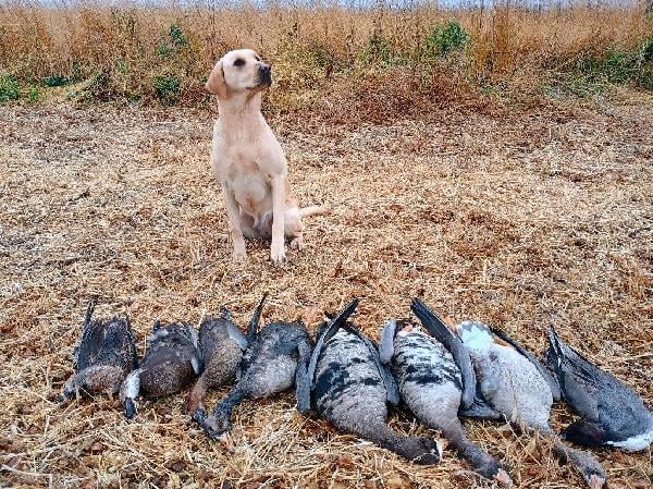 Labrador Retriever